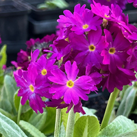 Primula denticulata 'Rubra'